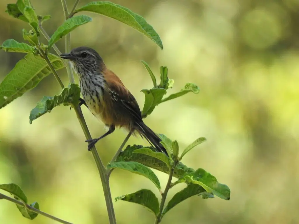 锈背蚁鹩(Formicivora rufa)