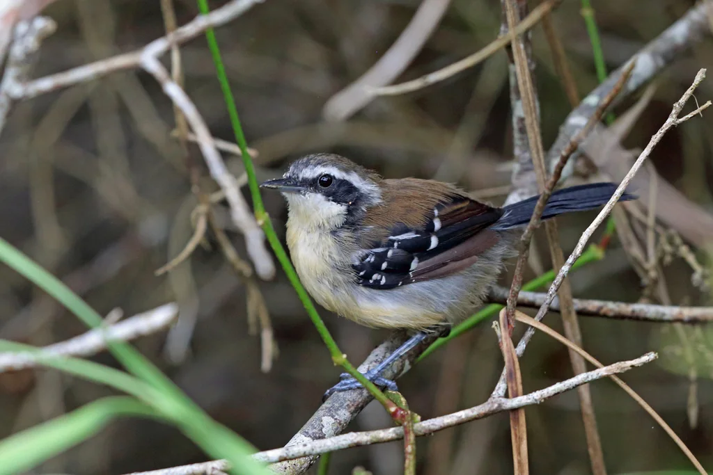 赛亚蚁鹩(Formicivora serrana)
