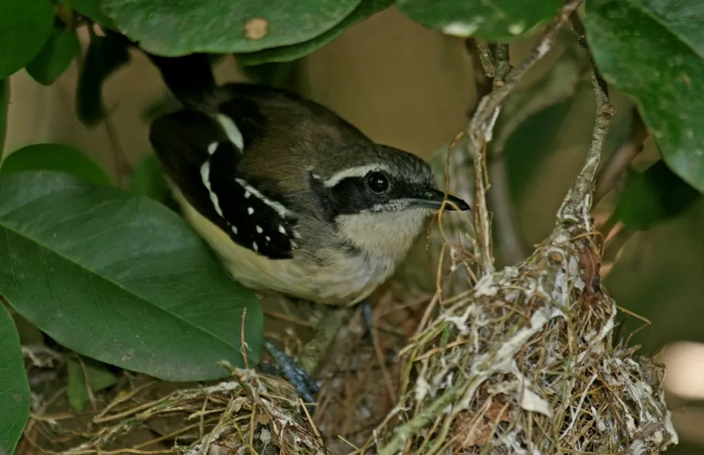 赛亚蚁鹩(Formicivora serrana)