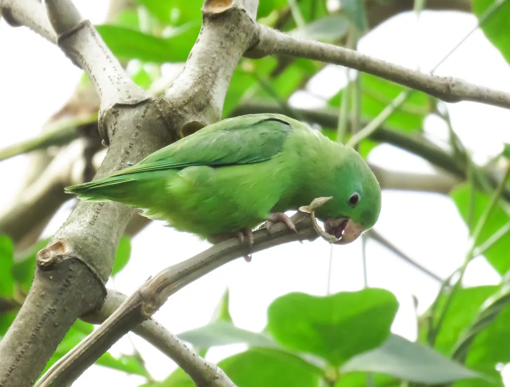 蓝眶鹦哥(Forpus conspicillatus)