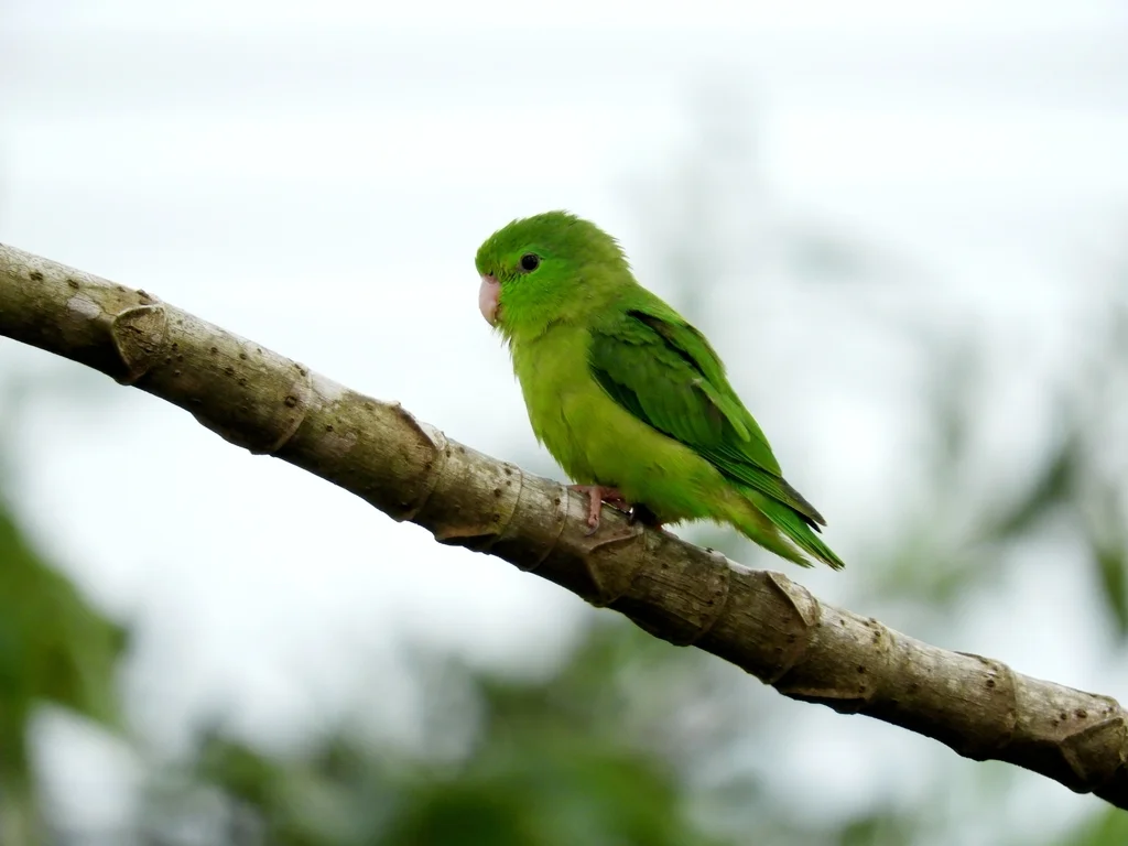 蓝眶鹦哥(Forpus conspicillatus)