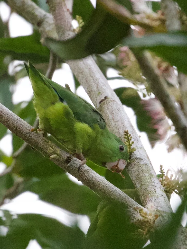 大嘴鹦哥(Forpus crassirostris)