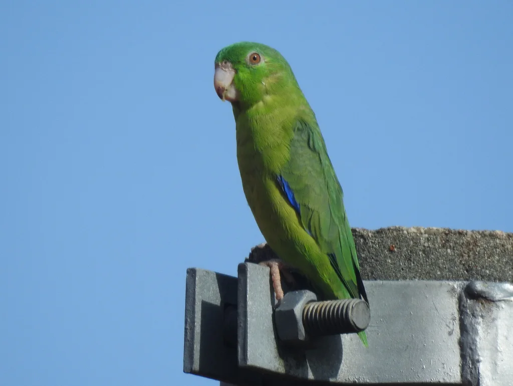 大嘴鹦哥(Forpus crassirostris)
