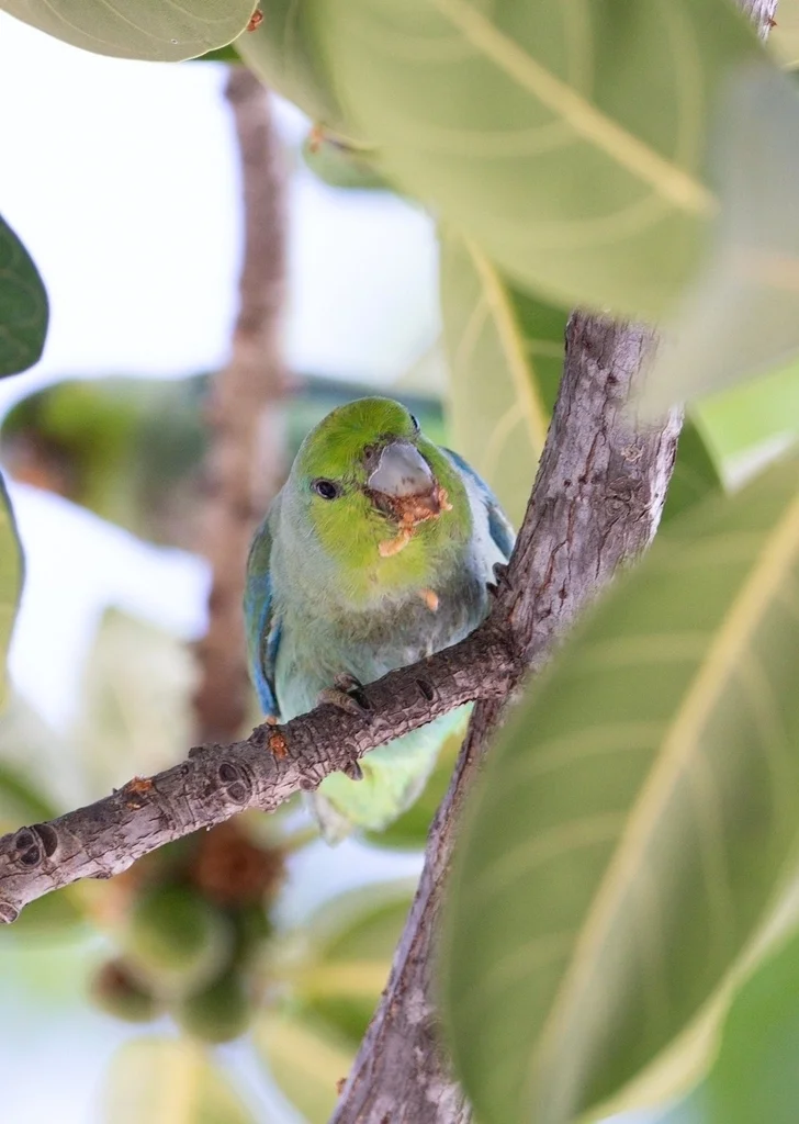 蓝腰鹦哥(Forpus cyanopygius)