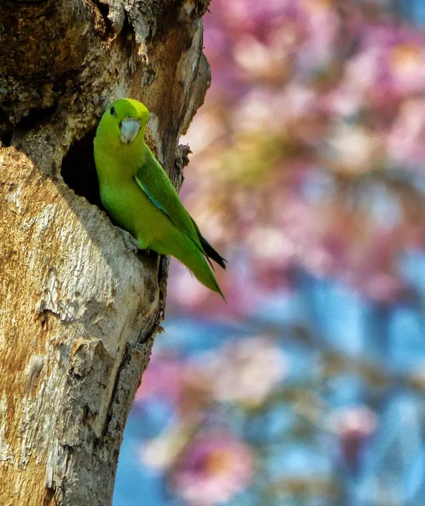 蓝腰鹦哥(Forpus cyanopygius)