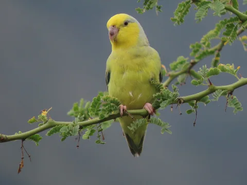 黄脸鹦哥