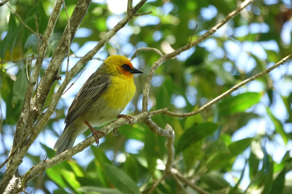 罗岛织雀(Foudia flavicans)