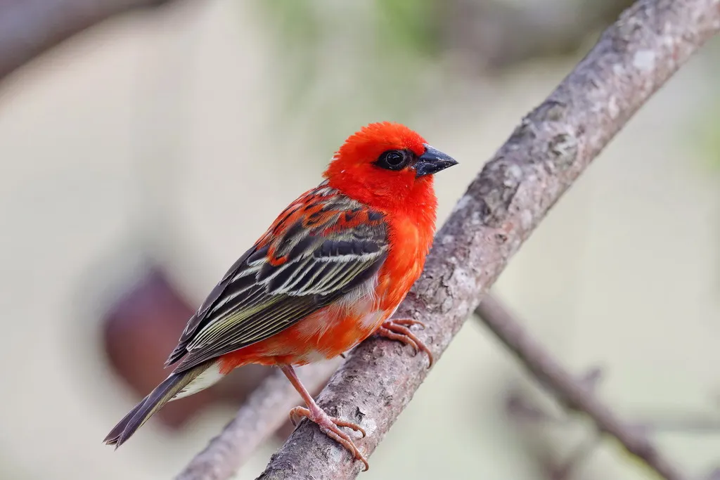 红织雀(Foudia madagascariensis)