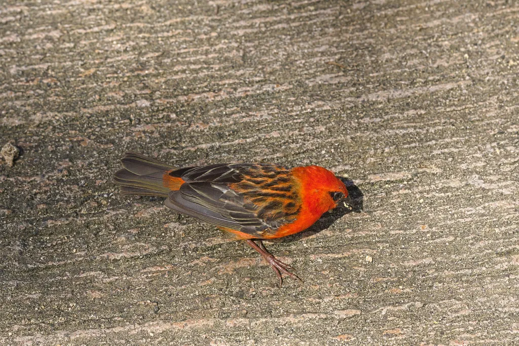 红织雀(Foudia madagascariensis)