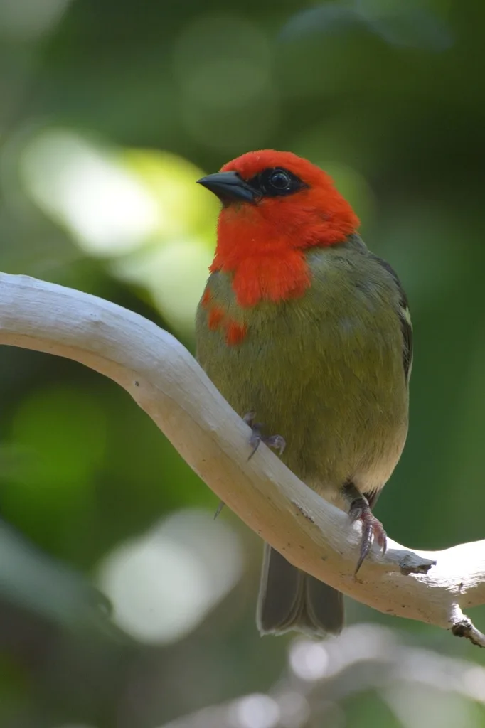 毛里求斯织雀(Foudia rubra)