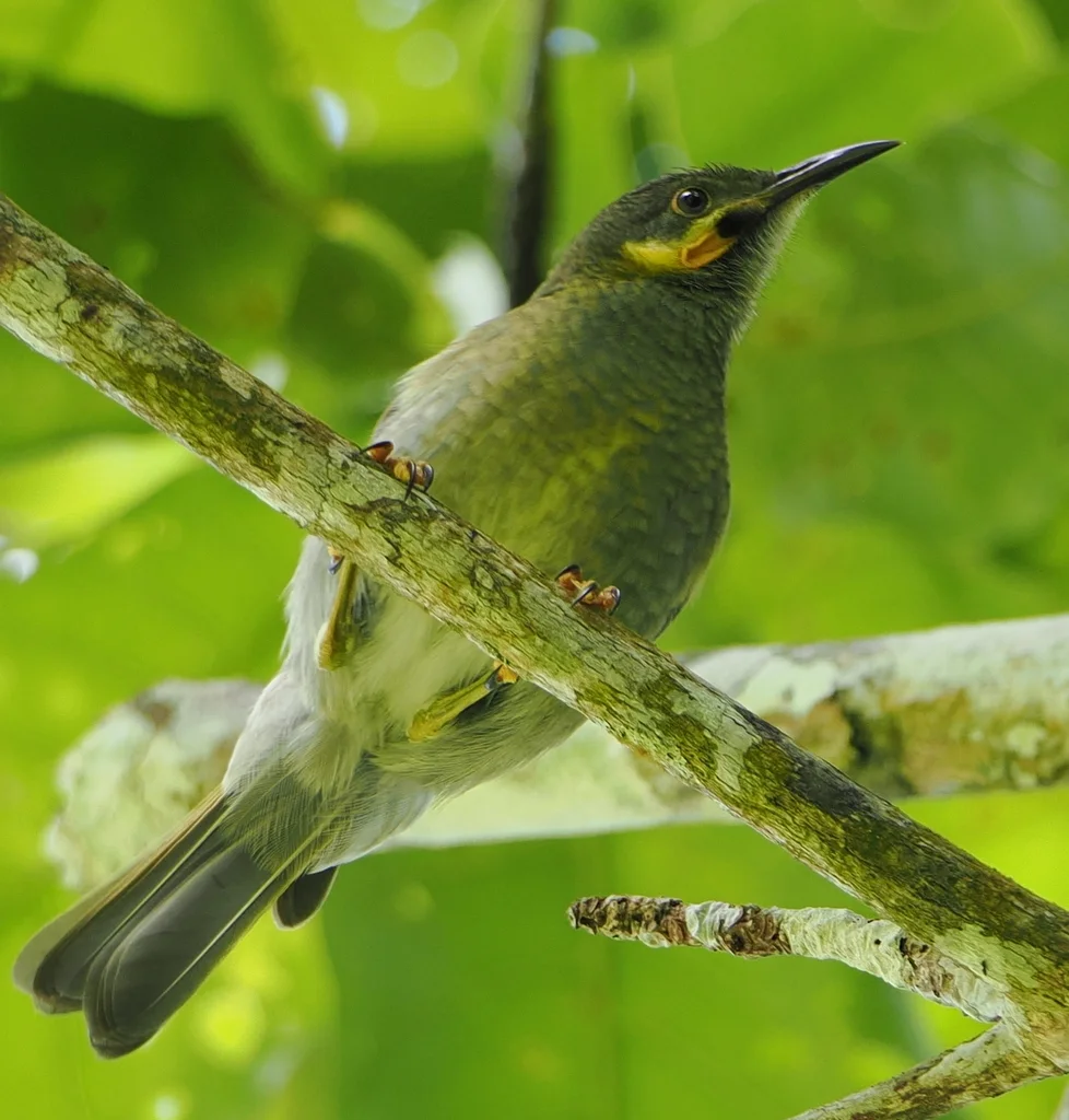 肉垂吸蜜鸟(Foulehaio carunculatus)