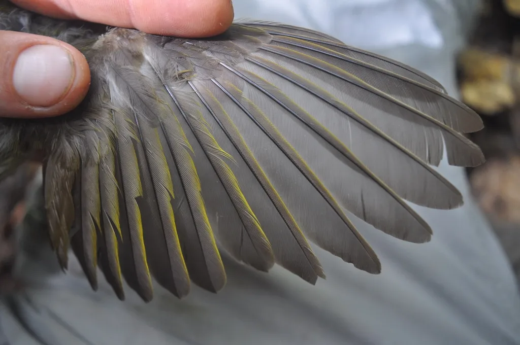 肉垂吸蜜鸟(Foulehaio carunculatus)