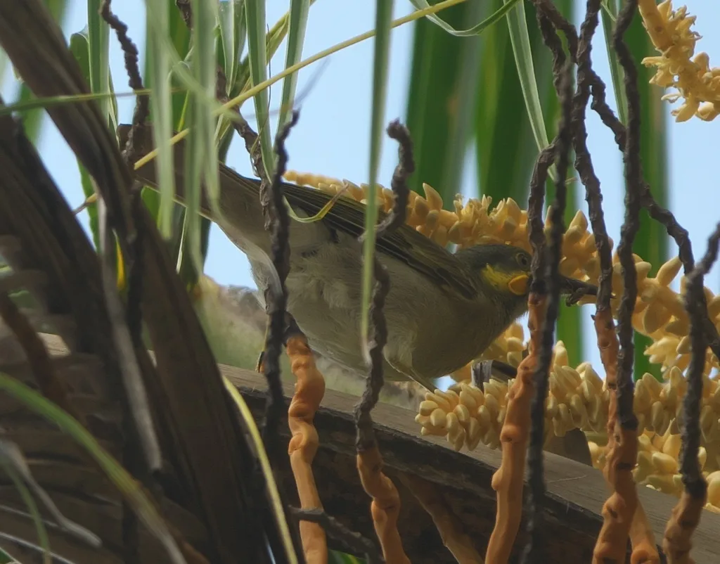 肉垂吸蜜鸟(Foulehaio carunculatus)