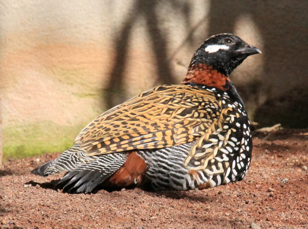 黑鹧鸪(Francolinus francolinus)