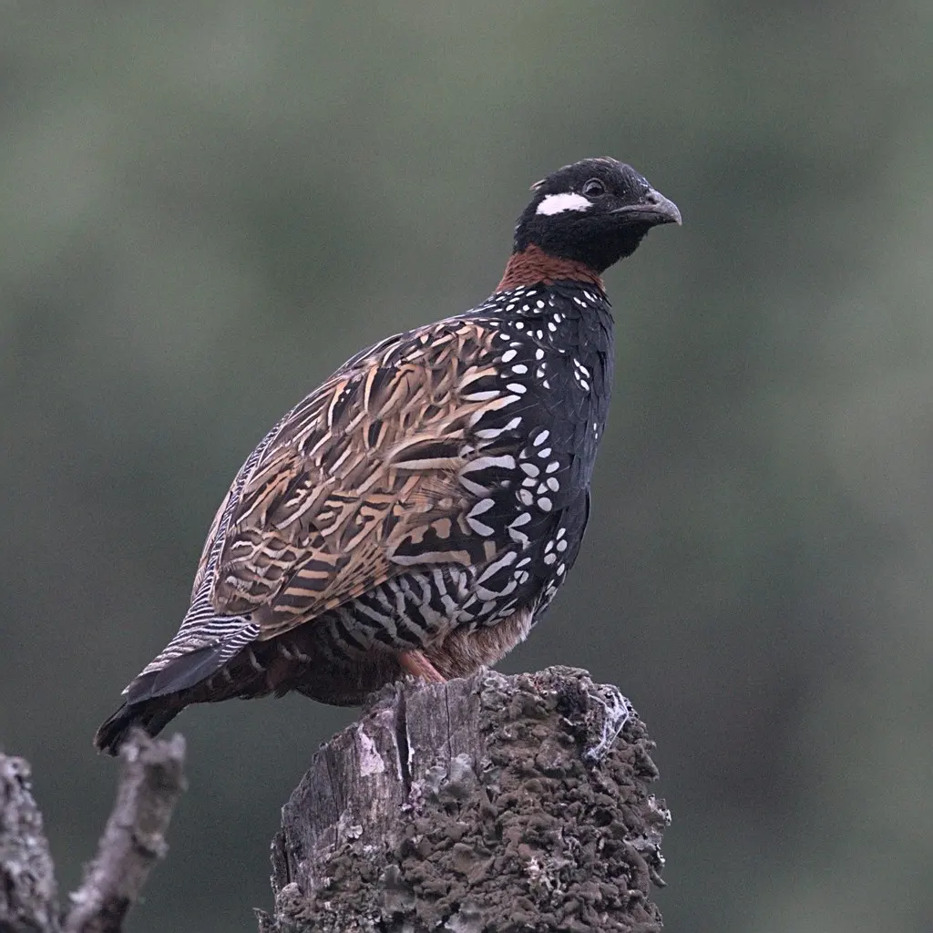 黑鹧鸪(Francolinus francolinus)