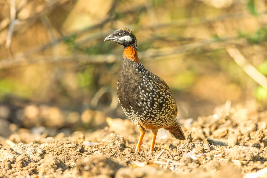 黑鹧鸪(Francolinus francolinus)