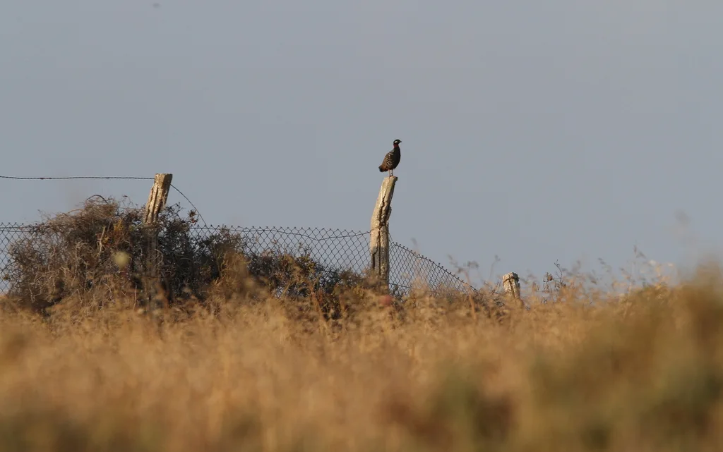 黑鹧鸪(Francolinus francolinus)