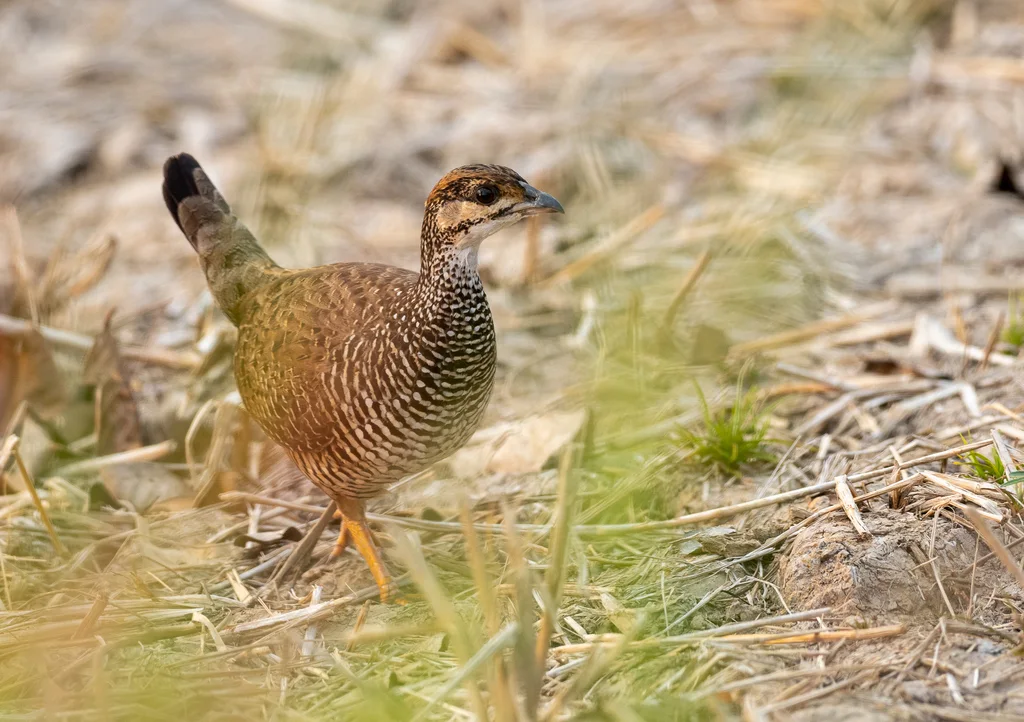 中华鹧鸪(Francolinus pintadeanus)