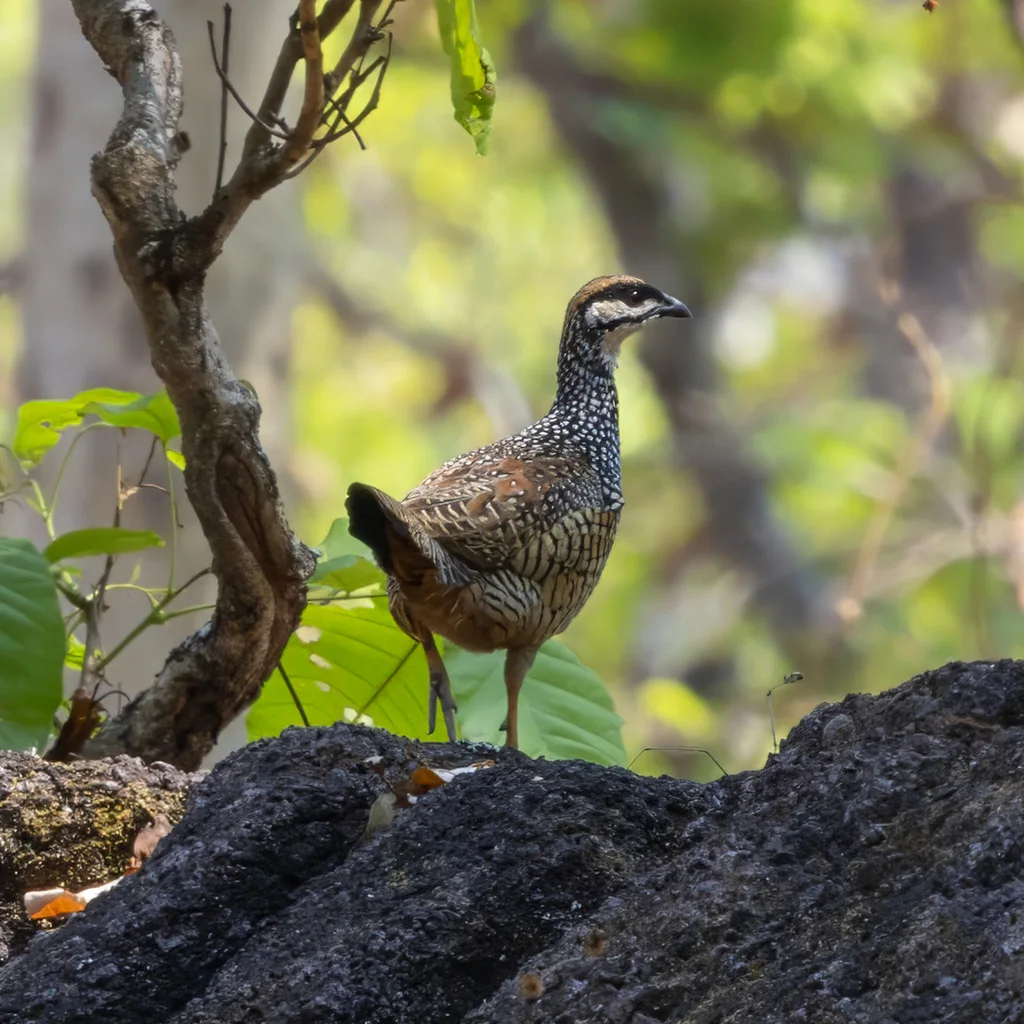 中华鹧鸪(Francolinus pintadeanus)
