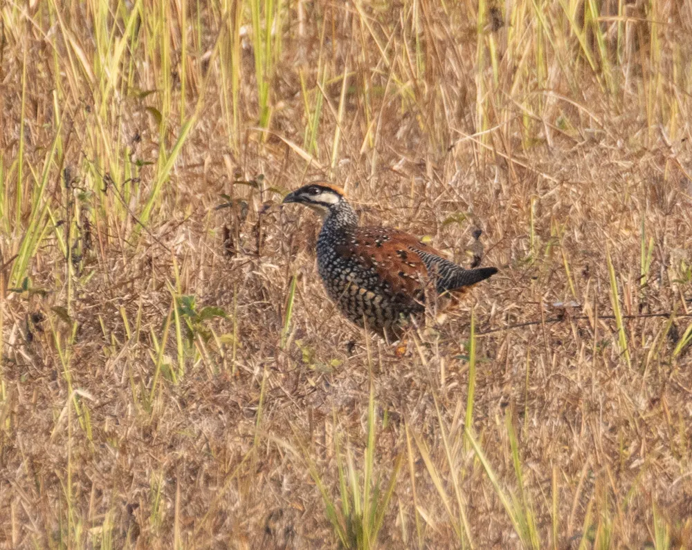 中华鹧鸪(Francolinus pintadeanus)