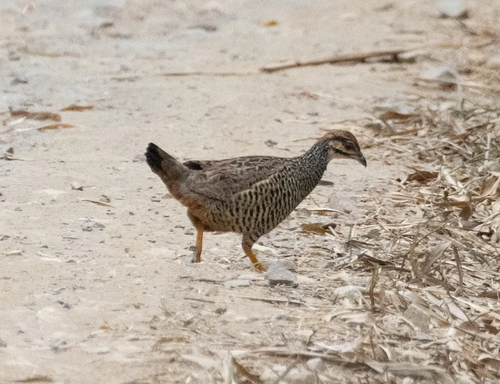 中华鹧鸪(Francolinus pintadeanus)