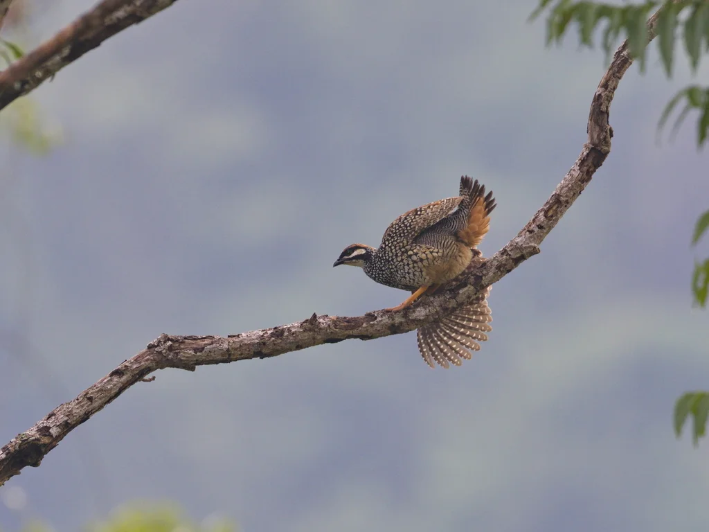 中华鹧鸪(Francolinus pintadeanus)