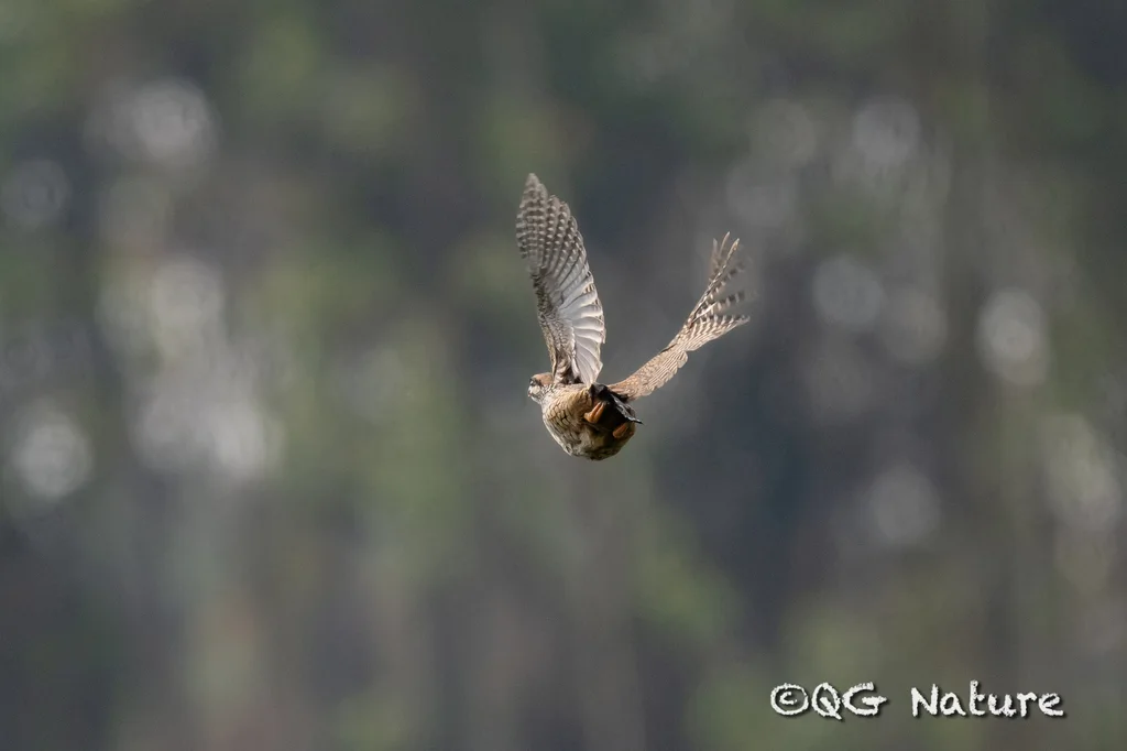 中华鹧鸪(Francolinus pintadeanus)