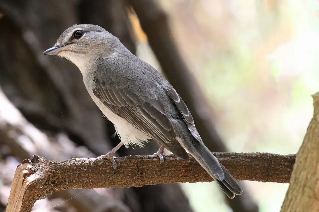 灰鹟(Fraseria caerulescens)