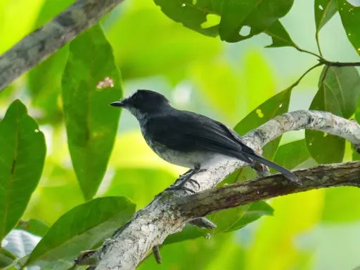 白眉森鹟(Fraseria cinerascens)