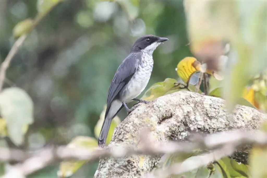 非洲森鹟（Fraseria ocreata）