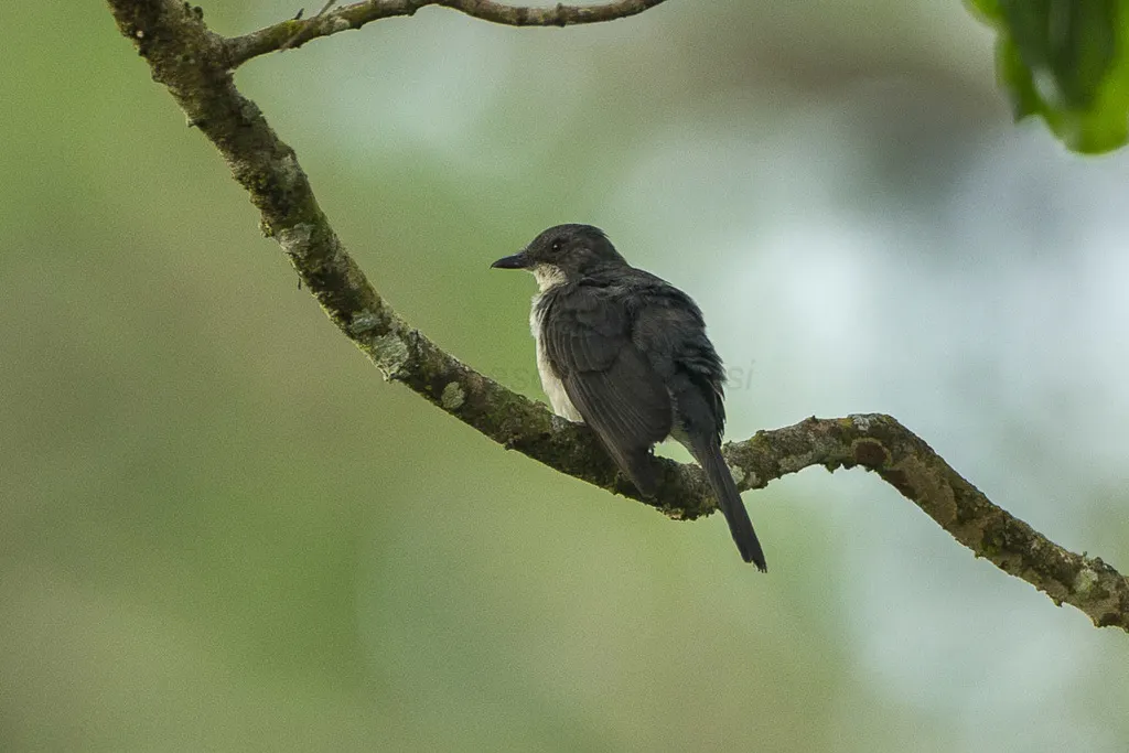 非洲森鹟（Fraseria ocreata）