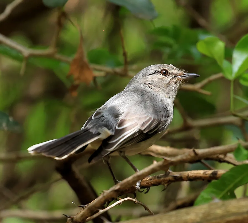 灰雀鹟(Fraseria plumbea)