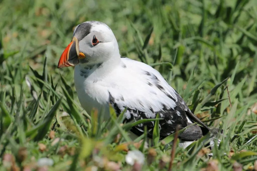 北极海鹦(Fratercula arctica)