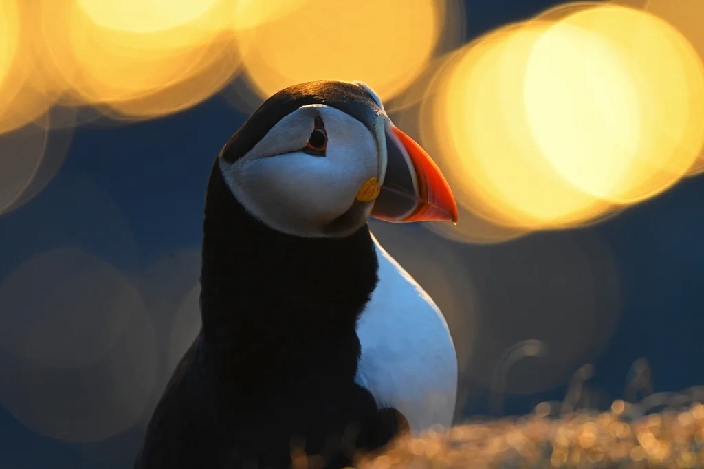 北极海鹦(Fratercula arctica)