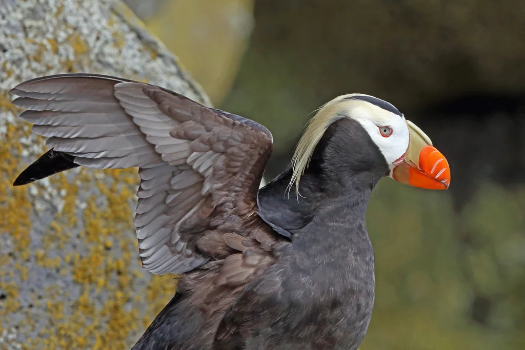 簇羽海鹦(Fratercula cirrhata)
