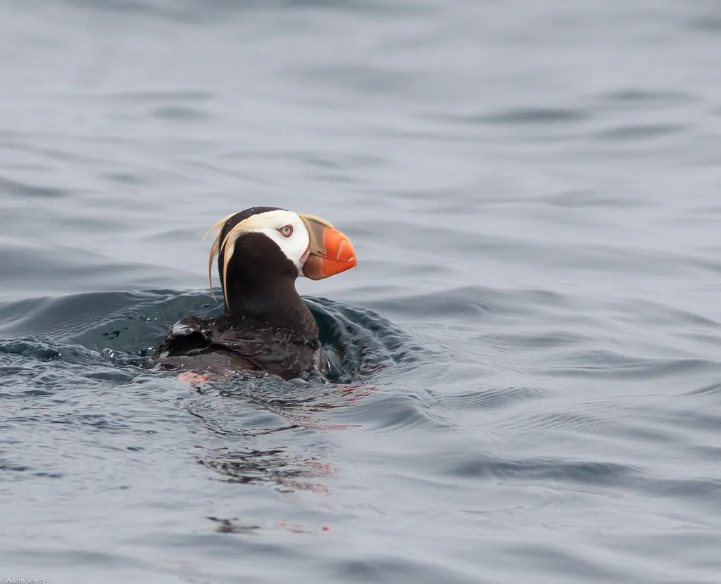 簇羽海鹦(Fratercula cirrhata)