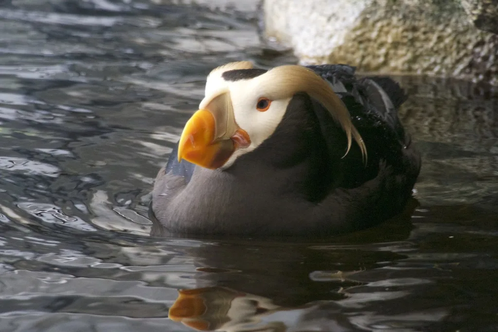 簇羽海鹦(Fratercula cirrhata)