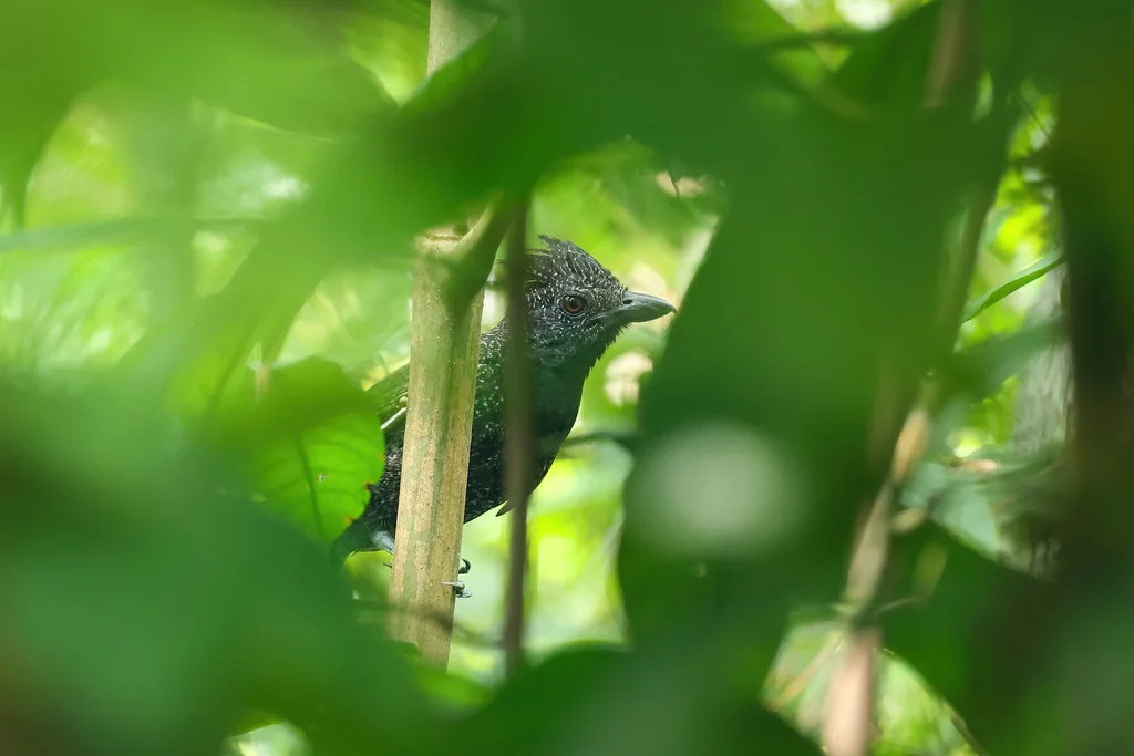茶色蚁鵙(Frederickena fulva)