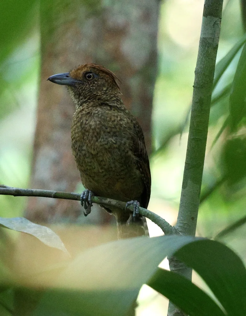 波纹蚁鵙(Frederickena unduliger)