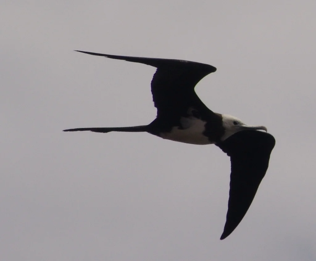 阿岛军舰鸟（Fregata aquila）