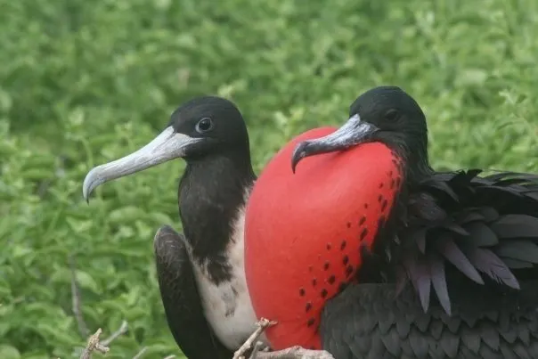 华丽军舰鸟(Fregata magnificens)