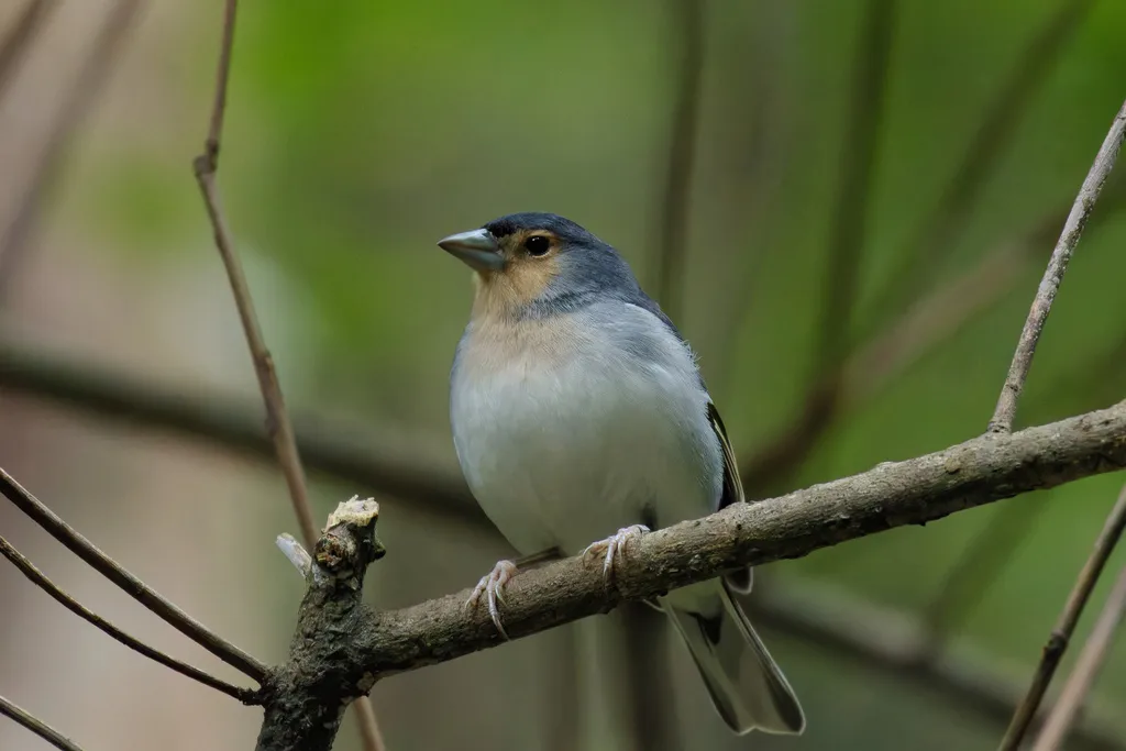 加岛苍头燕雀(Fringilla canariensis)