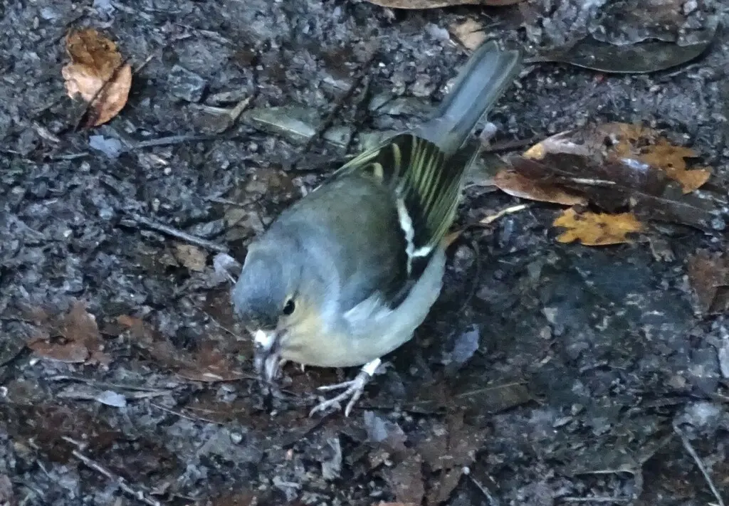 加岛苍头燕雀(Fringilla canariensis)
