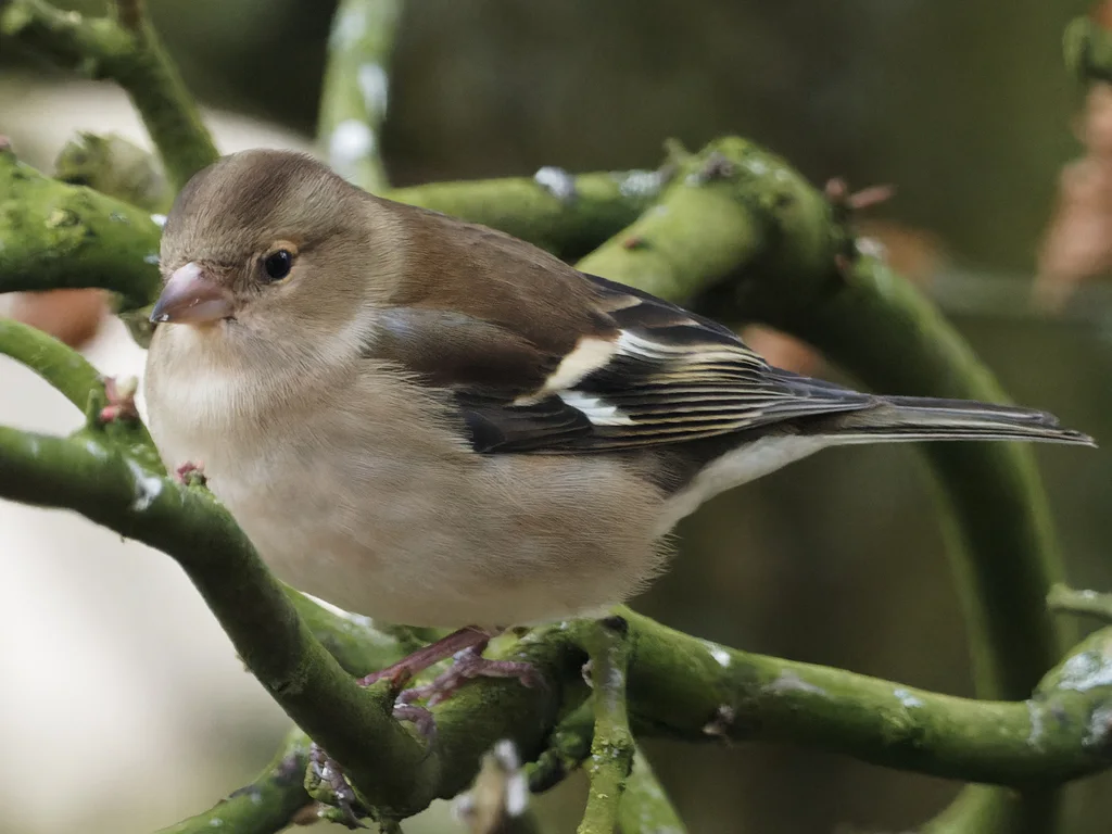 苍头燕雀(Fringilla coelebs)