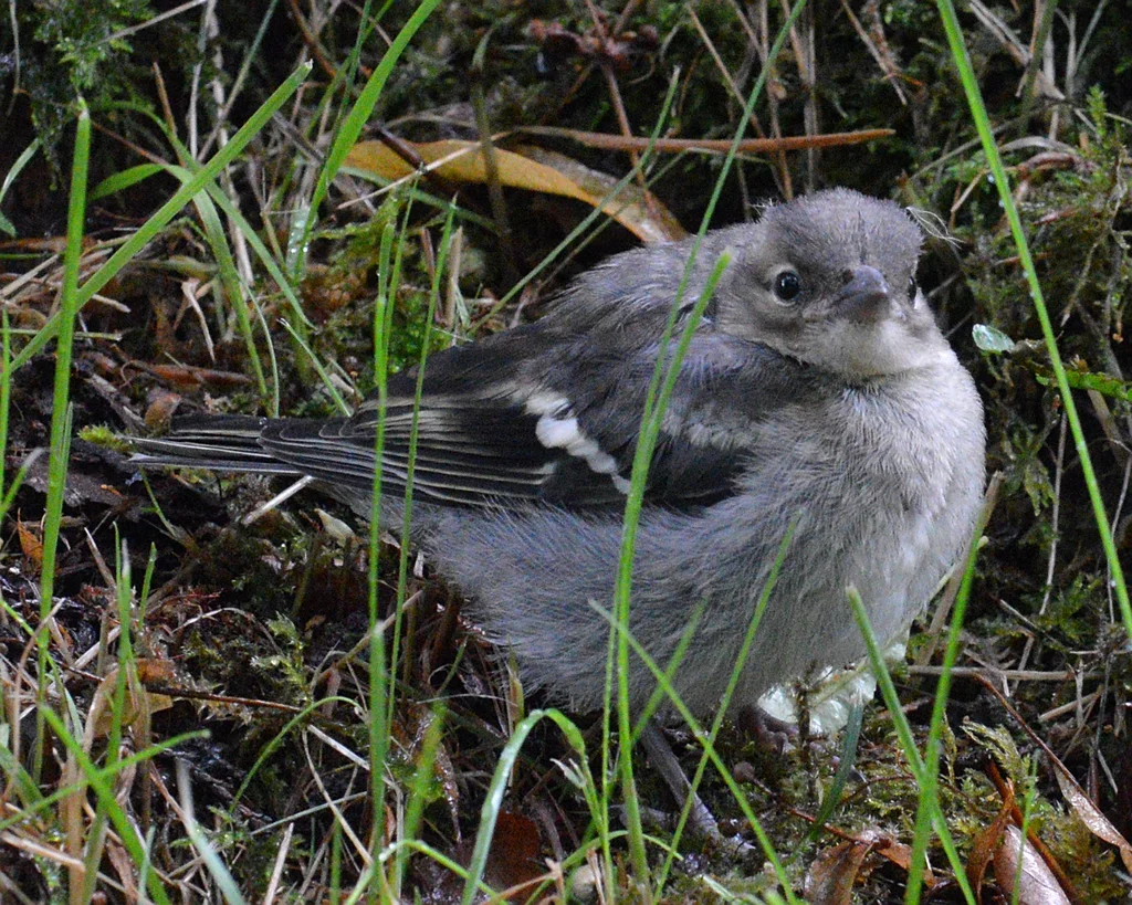 苍头燕雀(Fringilla coelebs)