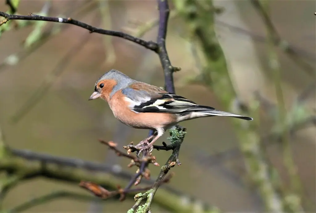 苍头燕雀(Fringilla coelebs)