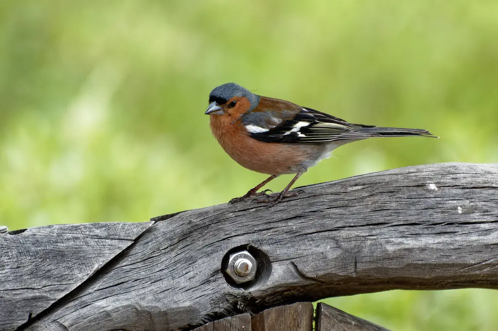 苍头燕雀(Fringilla coelebs)
