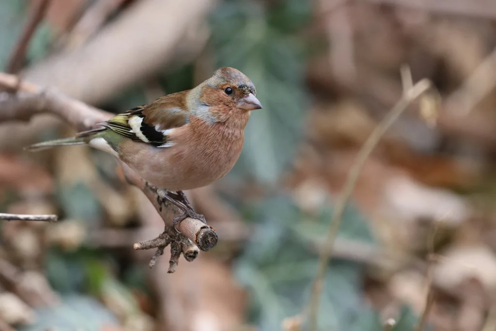 苍头燕雀(Fringilla coelebs)