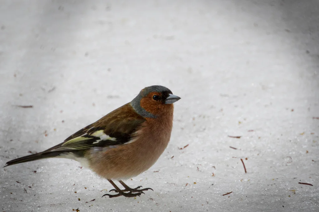 苍头燕雀(Fringilla coelebs)