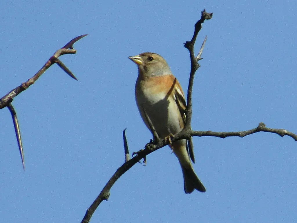 燕雀(Fringilla montifringilla)